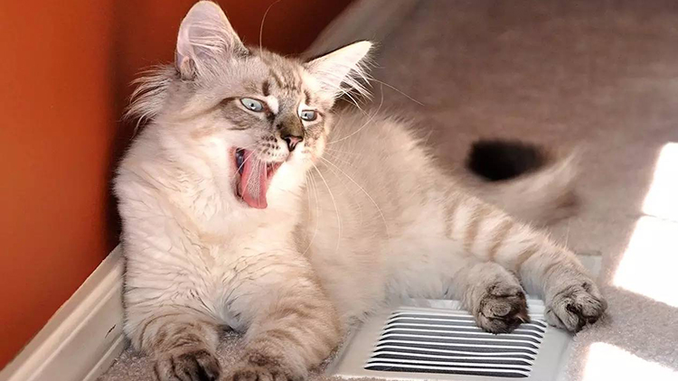 给猫猫洗澡需要注意什么,如何快速给猫猫洗澡