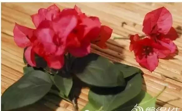 如何把新鲜的花弄成永生花,怎么才能将鲜花变干花