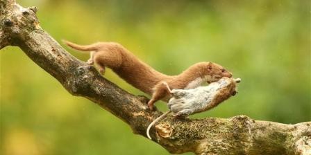 民间老中医黄大仙,民间高级中医黄大仙