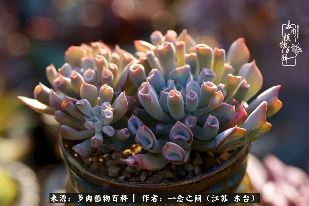 一见多肉误终生,一见多肉误终生从此钱包成路人