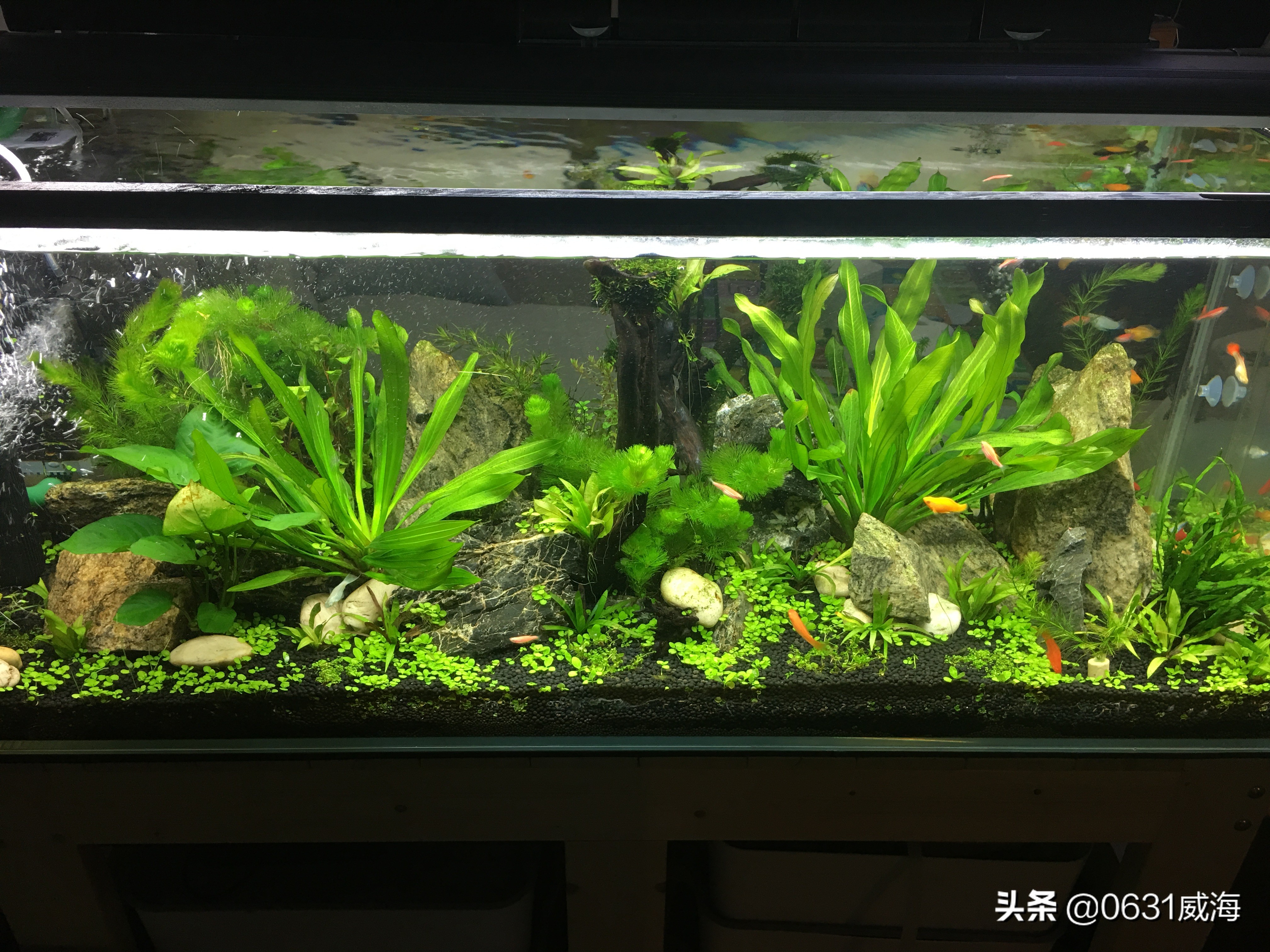 水草溶叶和温度有关吗,绿宫廷水草溶叶是怎么回事