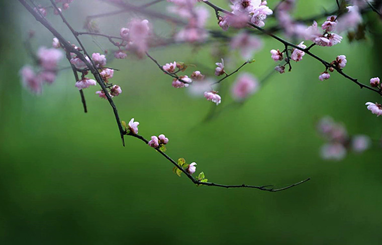 正官坐下食神如何取象,食神取象是什么意思
