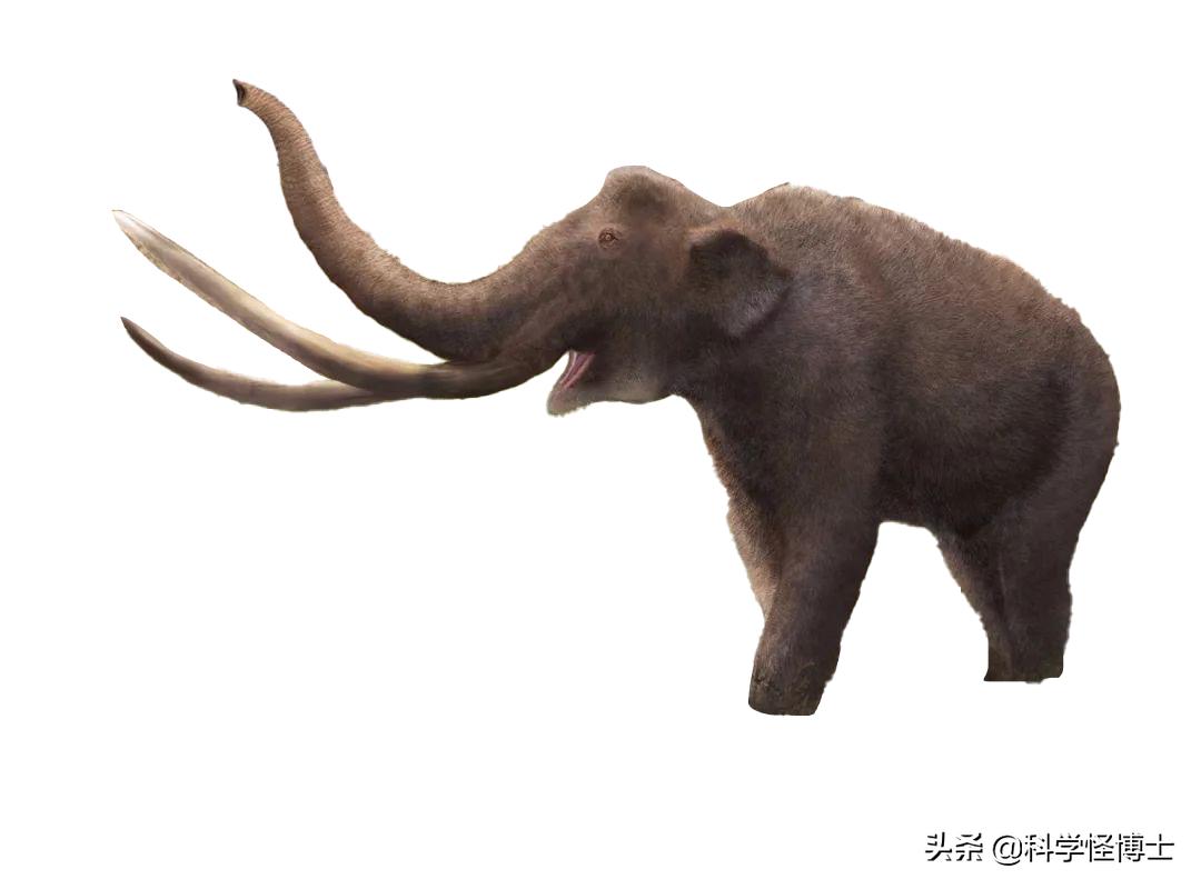 远古时期大象为什么没灭绝,大象是猛犸象演变过来的吗