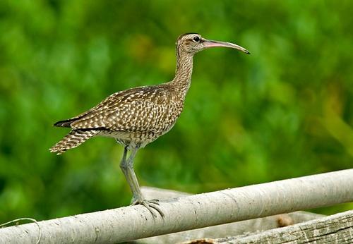 鸟类怎么样躲避极干旱的天气,野生动物如何躲避暴风雨