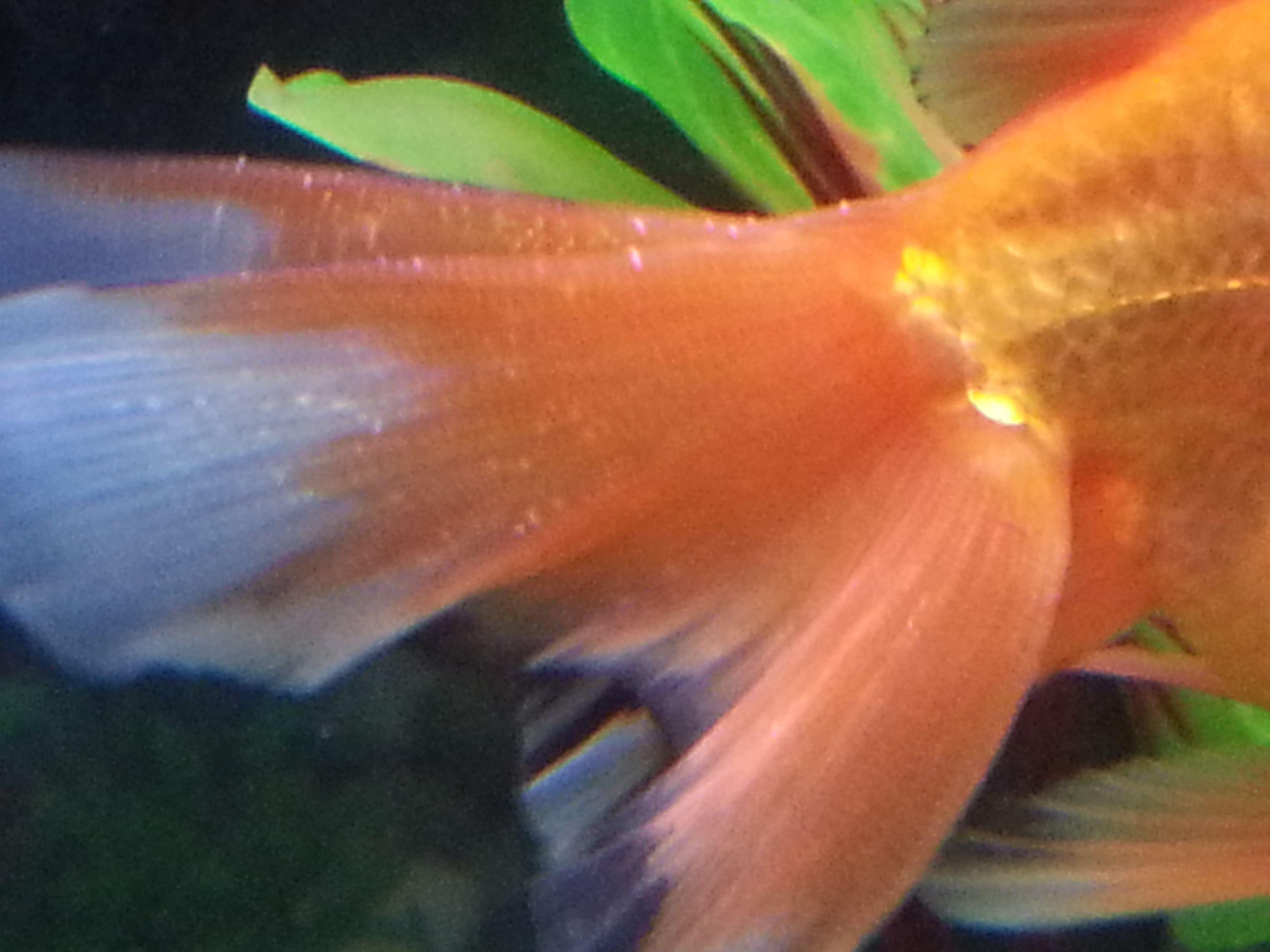 金鱼最近隔几天就死一条是为什么,买回来的金鱼为什么养几天就死了