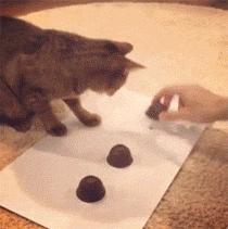 猫咪猜杯子游戏第三关 (猫咪口杯猜球游戏)