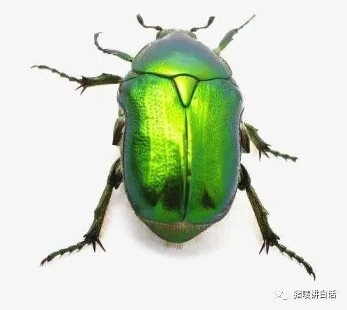 钦州童年回忆,钦州农村人童年的回忆