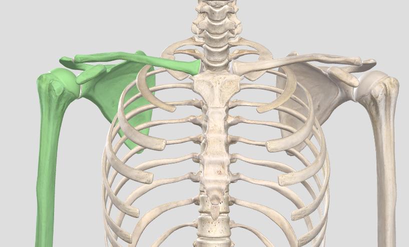 健身人群肩膀疼痛用什么药,健身人肩膀常见伤病