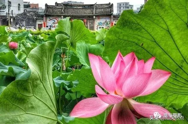 潮汕阿舅全部视频,潮汕网红澄海