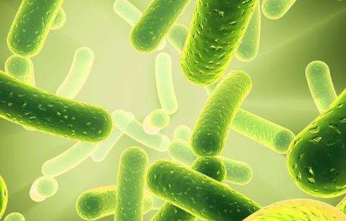 狗狗会咳嗽吐白色粘液,狗狗吐白色粘液怎么办