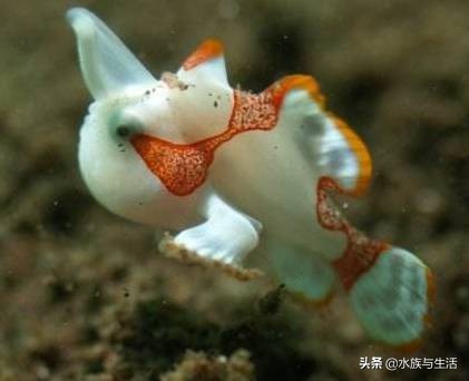 深海最萌的鱼有多萌,最萌最小海水观赏鱼