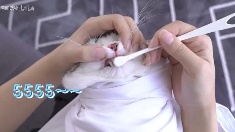 猫咪传染病科普,猫咪患了牙周炎怎么办