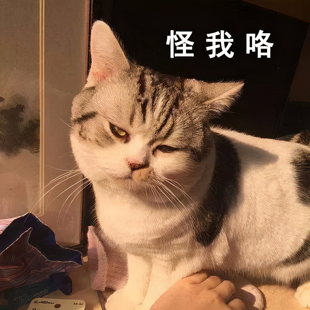 被猫抓伤的伤口痒什么原因,被猫抓伤出血伤口肿了很痒