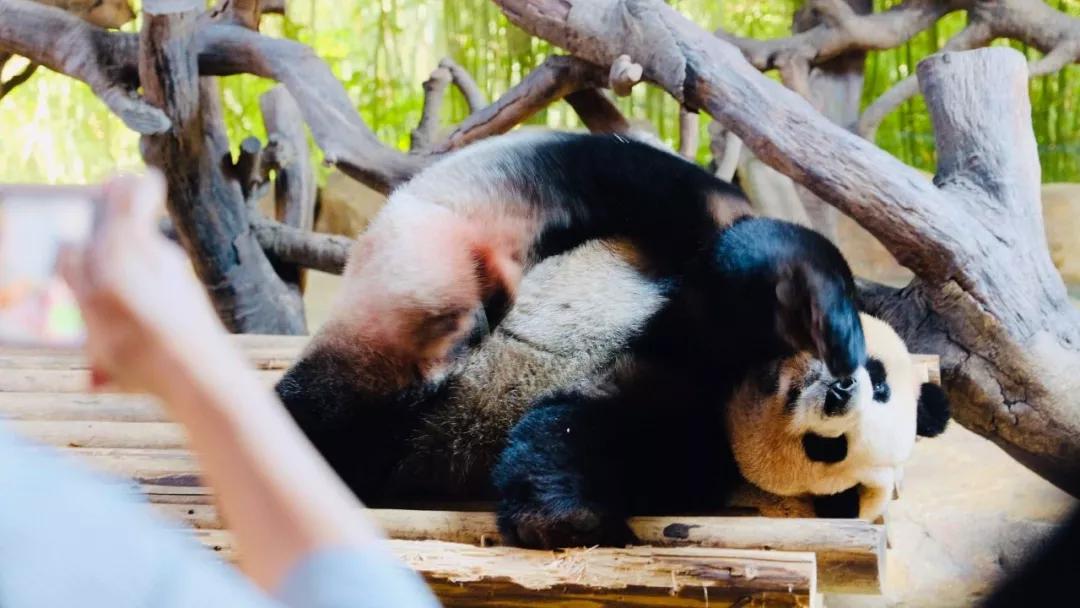 广州长隆购买攻略,广州长隆游玩攻略必买