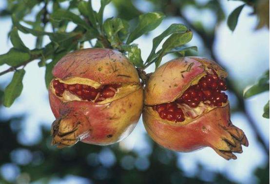 石榴开裂的最佳防治方法,石榴果实腐烂开裂怎么防治