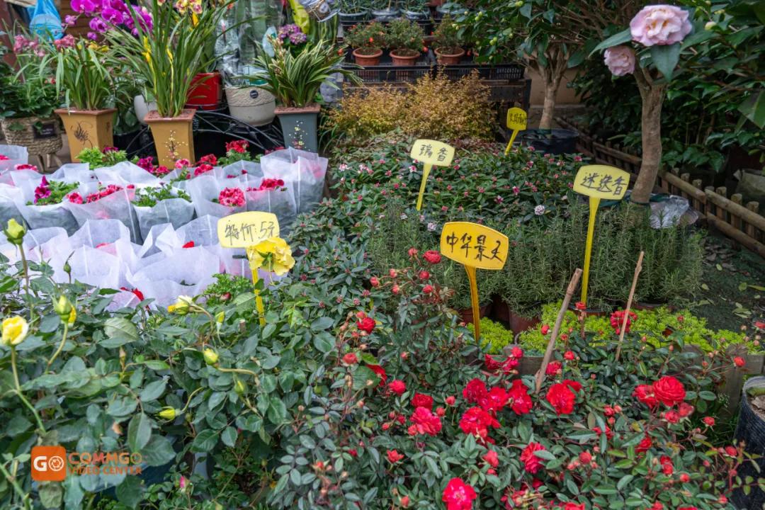 重庆最大的花市在哪里,重庆花市排名前十名