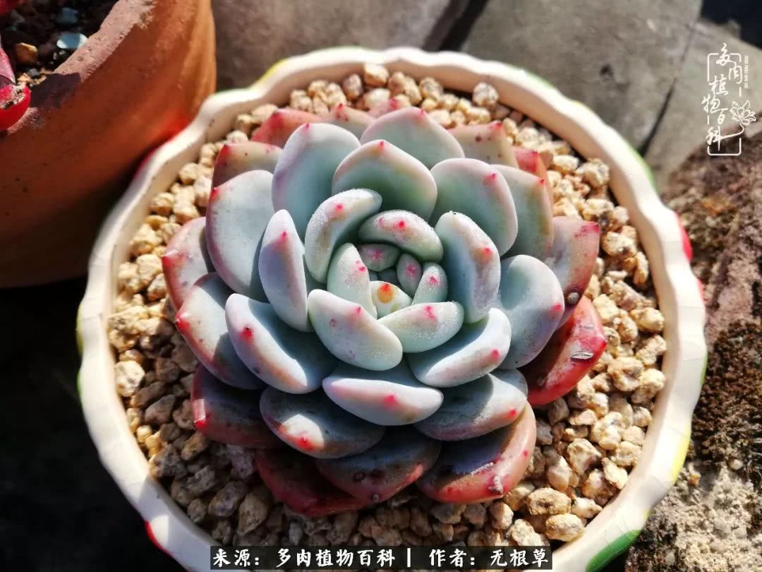 多肉寒冬中茁壮成长,多肉岁月的沉淀