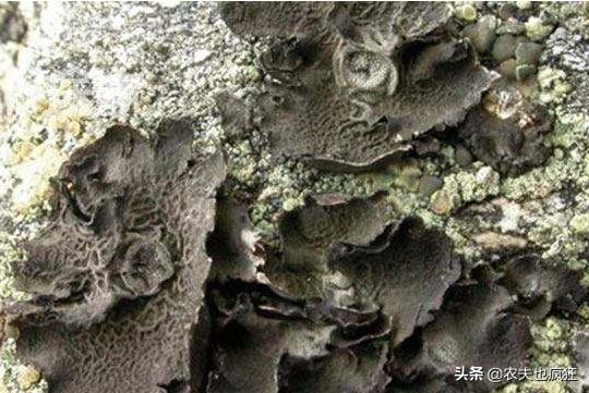 为什么有人用石耳冒充木耳,新鲜野生石耳