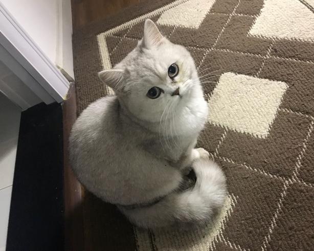 各个品种的英短,英短40种价格表