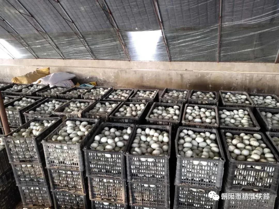 辽宁朝阳扶贫,用真情传递爱心用行动助力扶贫