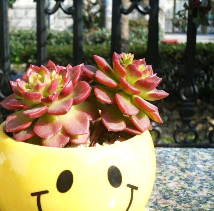 买回来的多肉怎么养,多肉蒂亚的叶子一摸就掉是咋回事