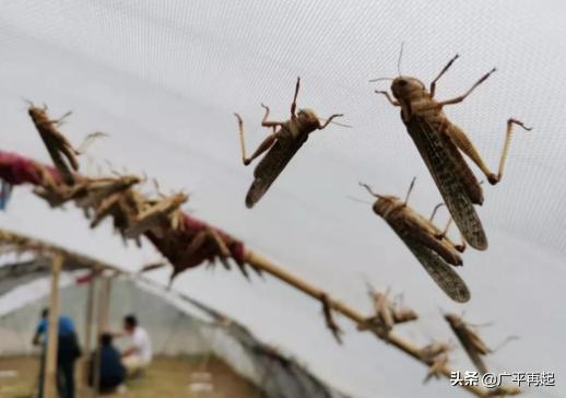 蚂蚱哥蚂蚱养殖基地,蚂蚱哥扶贫助农