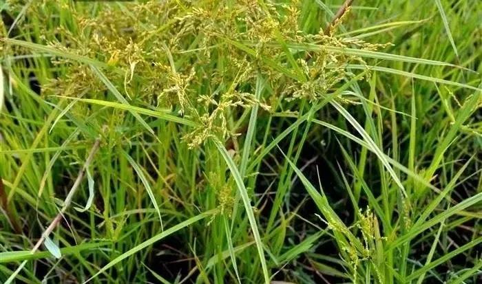 带你们认识这些野生草药,农村随处可见的几种野生中草药