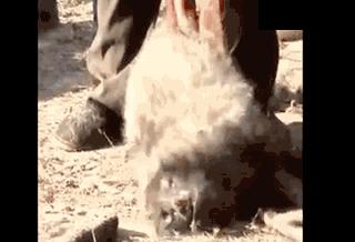 英国女王正式宣布拒绝皮草，愿世间没有血淋淋的时尚