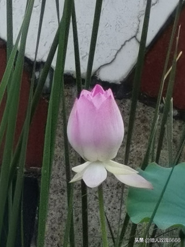 为什么老是抽筋,为什么会抽筋的原因是什么