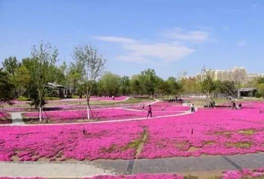 附近免费景点踏青网红打卡地,北京周边的四季花海