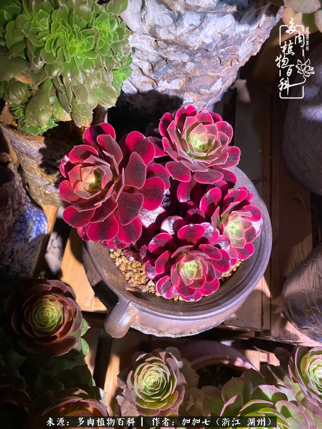 没根的法师夏天怎么养,五法师阵容