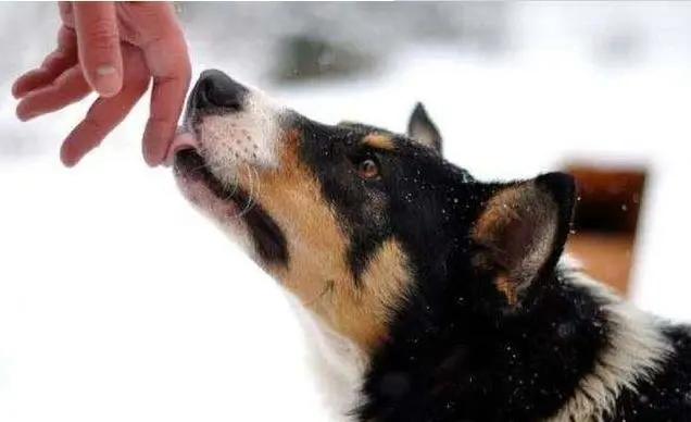 狗狗喜欢舔人，但是舔这6个地方，其实是有话跟你说