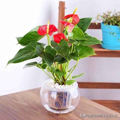 水培红掌应如何护理,水培红掌黄叶枯萎怎么补救