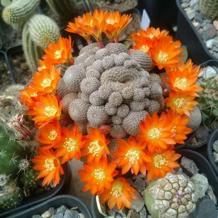 十个仙人球,最新30个仙人球品种