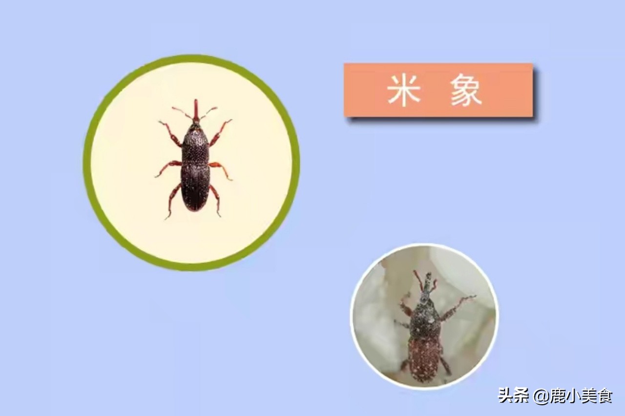 大米有虫子了怎样驱虫,放一年大米不会生虫的小妙招