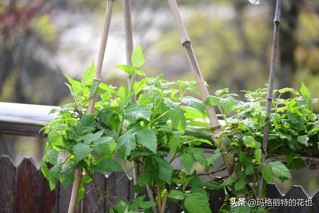 树莓在庭院怎么种植,树莓可在院子里种吗
