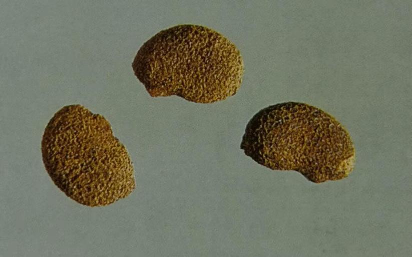 补骨脂可以补骨头吗,骨碎补和补骨脂哪个补骨效果好