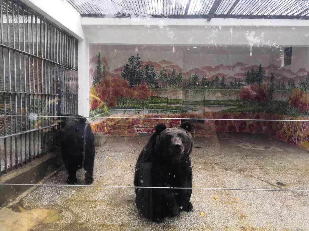 熊出没熊大熊二旅游,熊出没之熊大熊二乐园