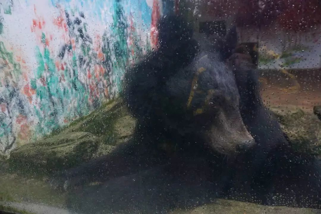 熊出没熊大熊二旅游,熊出没之熊大熊二乐园