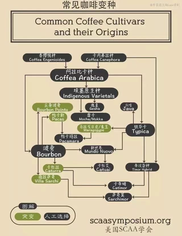 世界咖啡四大产区,咖啡产区图