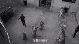 马戏团老虎逃脱后死亡,马戏团老虎脱逃最新结果