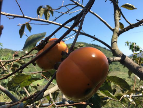 1036有礼啦!花开两岸,柿柿如意——10月20号自驾游报名啦!