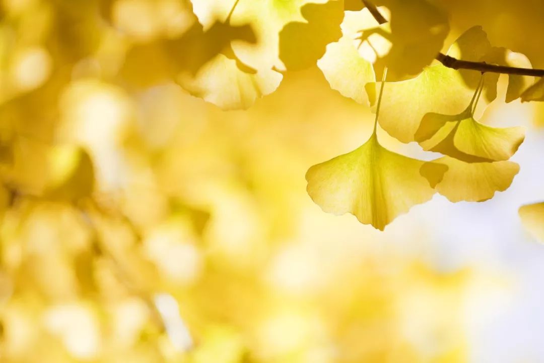 九月初九重阳节有哪些习俗,农历九月初九重阳节可以结婚吗