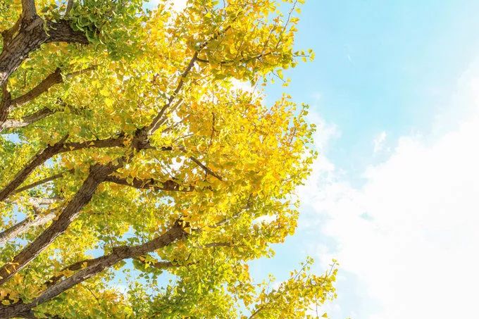 深秋赏银杏图片,金秋银杏观赏