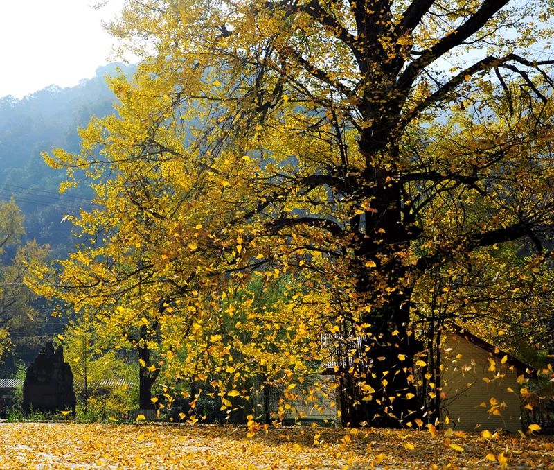 河南秋天最美红叶景区,太美了河南景观