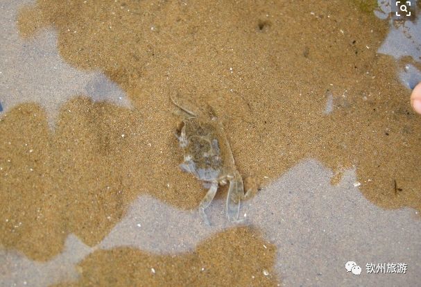 我们一起赶海,赶海攻略北戴河9月份赶海时间表