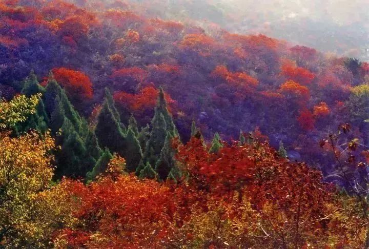 河南秋天最美红叶景区,太美了河南景观