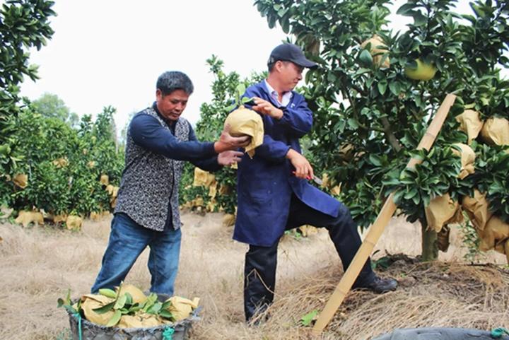 中华第一名柚,柚子中华第一柚