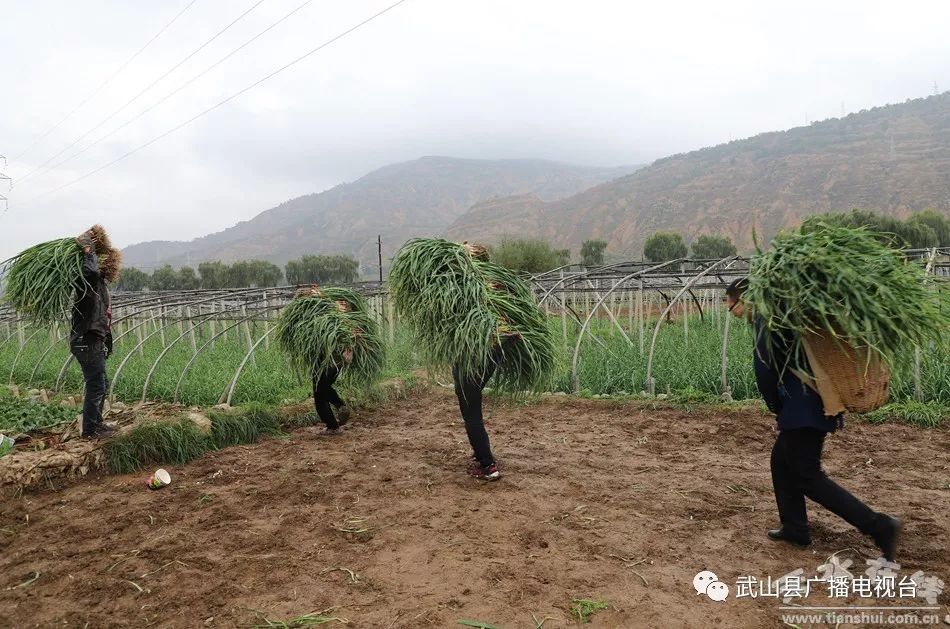 武山县的蒜苗今年价格,武山郭家庄大丰收挖蒜苗