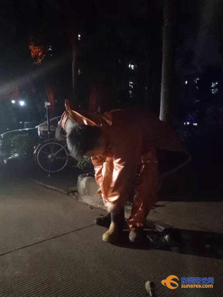 东莞清溪马蜂,清溪找马蜂